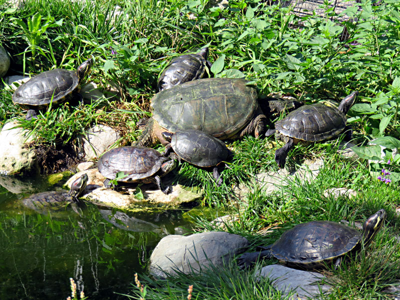 turtle pond at GarLyn Zoo